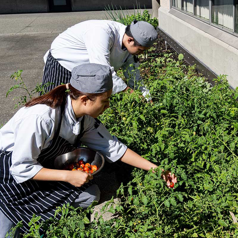 student chefs cutting herbs from the ݮƵ garden